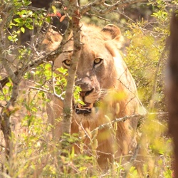 2015-05 South Africa/iMfolozi/DSC_0265.JPG